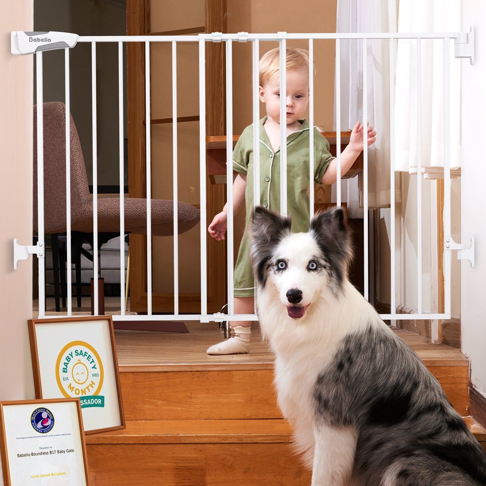 Dog sitting on a staircase with a child standing behind a safety gate, with a certificate of safety displayed.