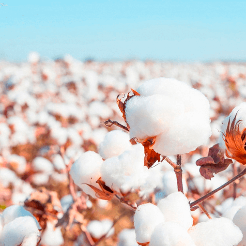 Babelio premium cotton plants in sunlight, natural source for crib mattress material