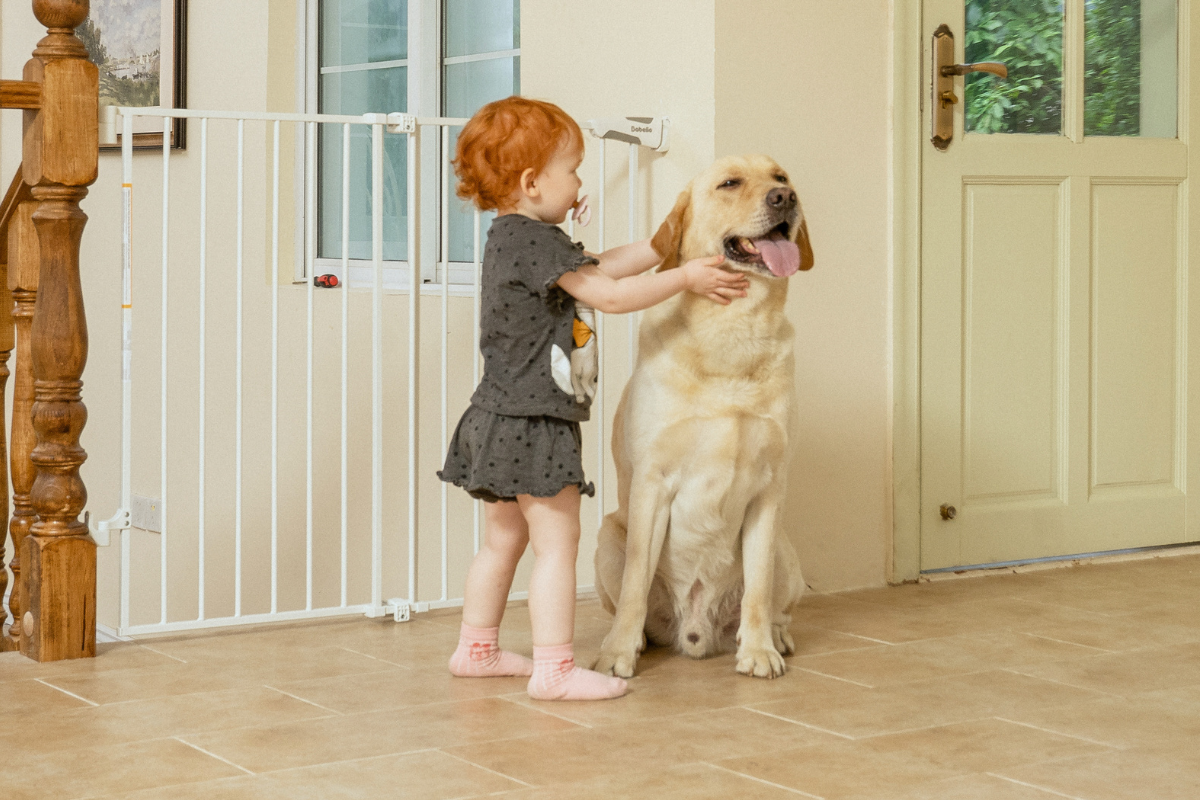Is Your Pet Gate Actually Safe? Why More Pet Parents Are Turning to Baby-Certified Gates