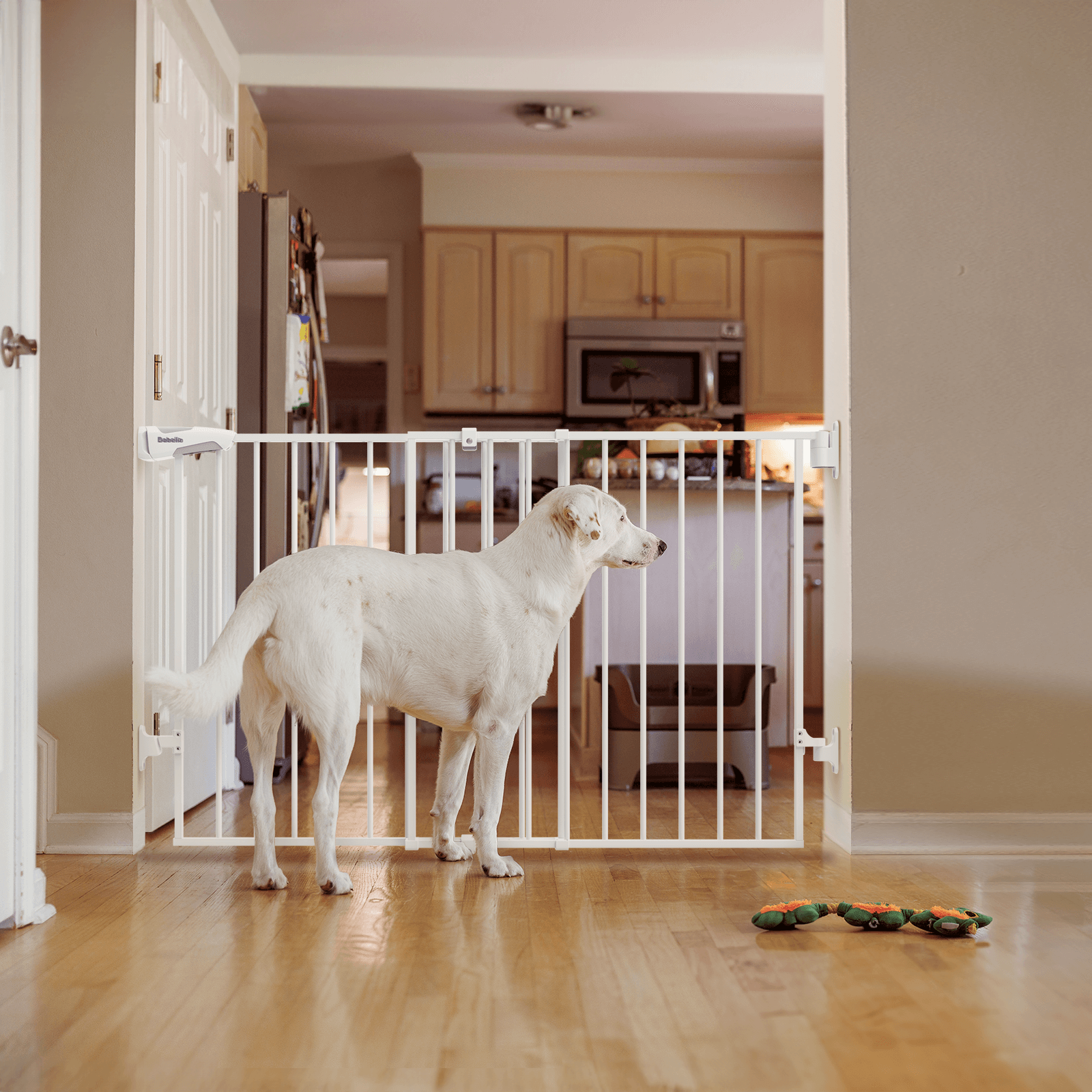 A large dog standing in front of an adjustable baby gate used as a pet gate for an open kitchen, featuring sturdy drill-mounted design, no bottom bar, and safe indoor containment, Babelio Boundless B17